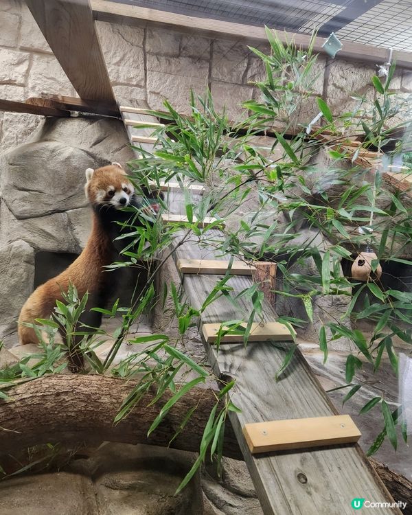 冬日大阪親子遊：天王寺動物園 🦝🐯