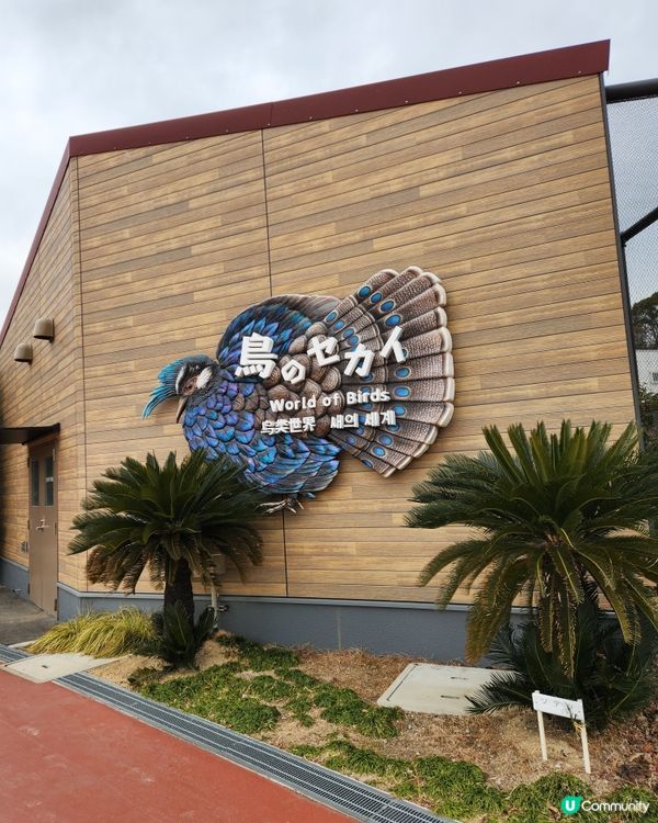 冬日大阪親子遊：天王寺動物園 🦝🐯