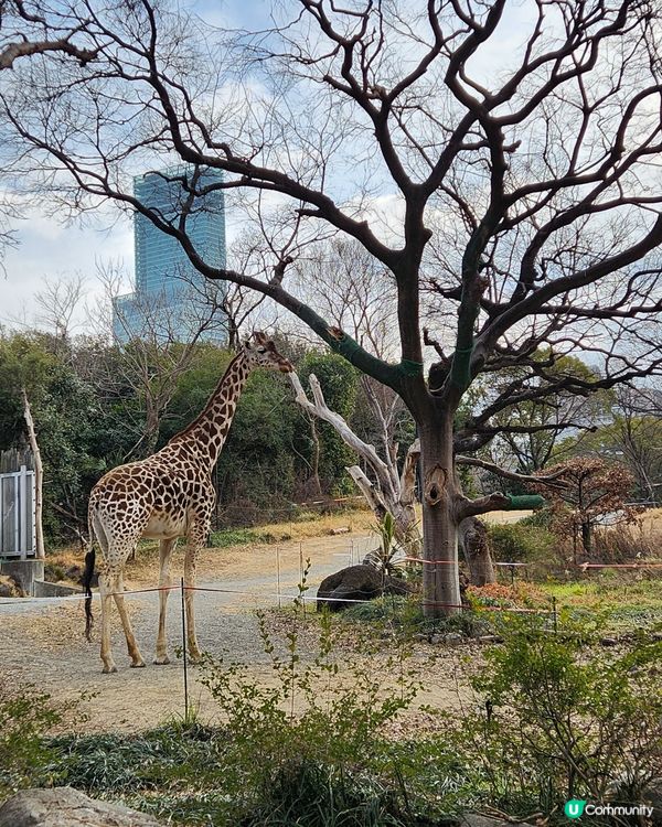 冬日大阪親子遊：天王寺動物園 🦝🐯