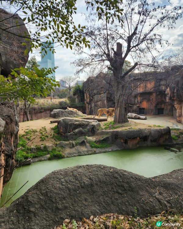冬日大阪親子遊：天王寺動物園 🦝🐯