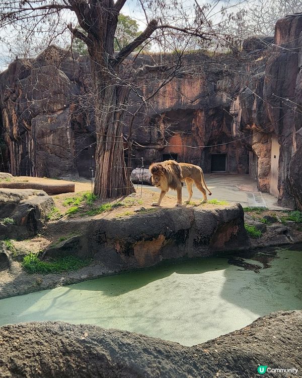 冬日大阪親子遊：天王寺動物園 🦝🐯