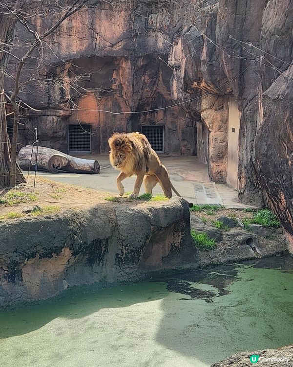 冬日大阪親子遊：天王寺動物園 🦝🐯