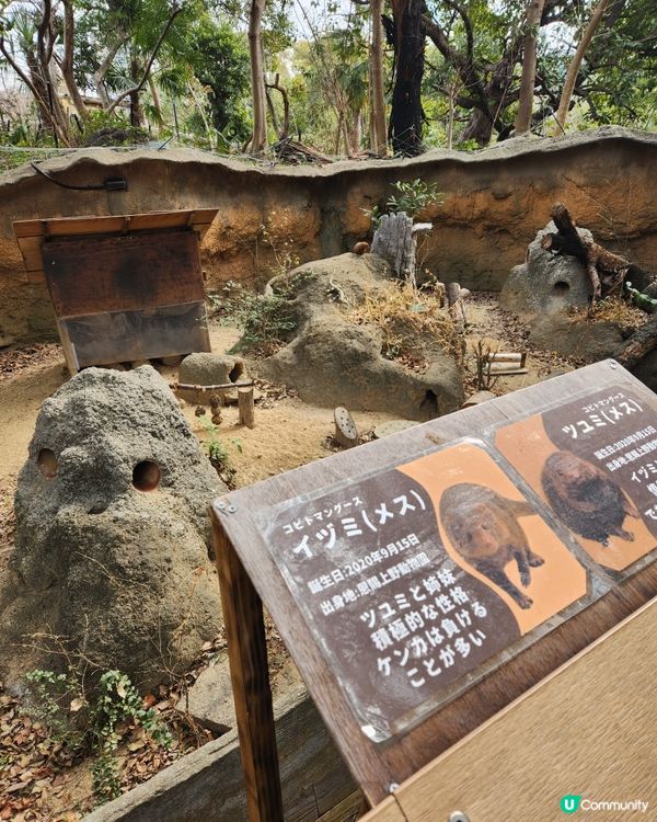 冬日大阪親子遊：天王寺動物園 🦝🐯