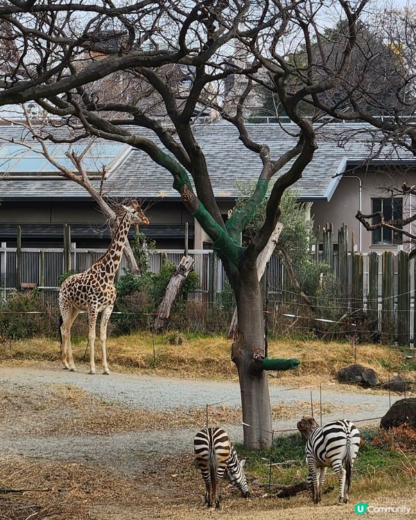 冬日大阪親子遊：天王寺動物園 🦝🐯