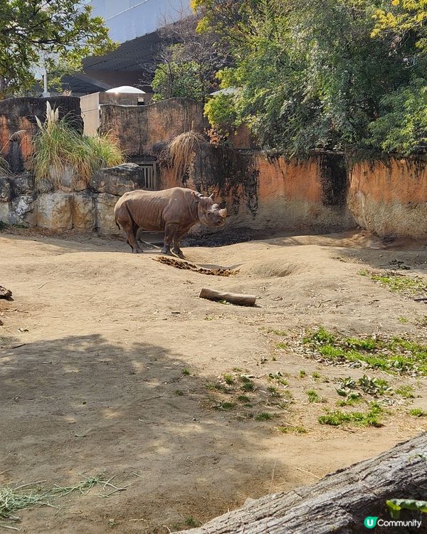 冬日大阪親子遊：天王寺動物園 🦝🐯