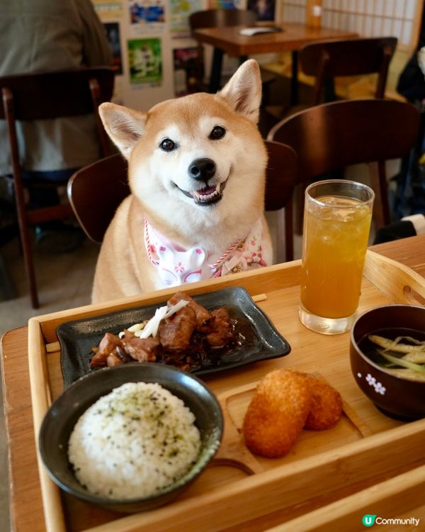 🇯🇵帶毛孩食靚靚日式居酒屋🎎