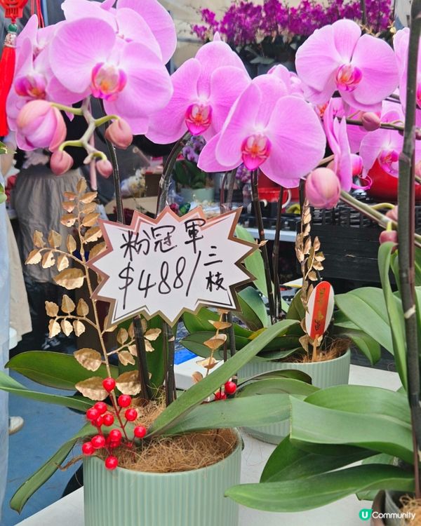 蘭花開紅運 📍 觀塘新年必行！🤩