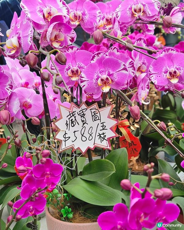 蘭花開紅運 📍 觀塘新年必行！🤩