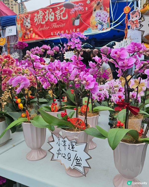 蘭花開紅運 📍 觀塘新年必行！🤩