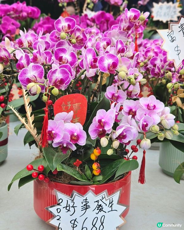 蘭花開紅運 📍 觀塘新年必行！🤩