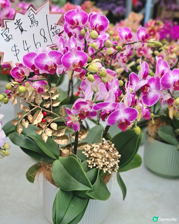 蘭花開紅運 📍 觀塘新年必行！🤩