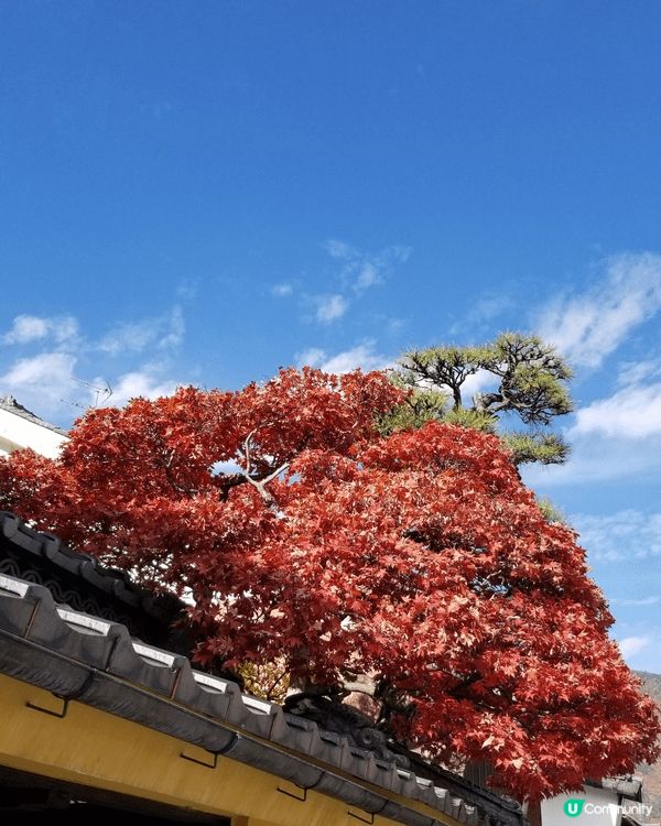 日本美景，天空美，街道整潔，又有紅葉，氣溫又舒服，無得輸。