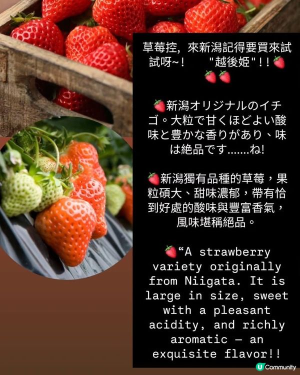 🍓越後姫🍓新潟獨有品種！ 🤤士多啤梨控必吃！