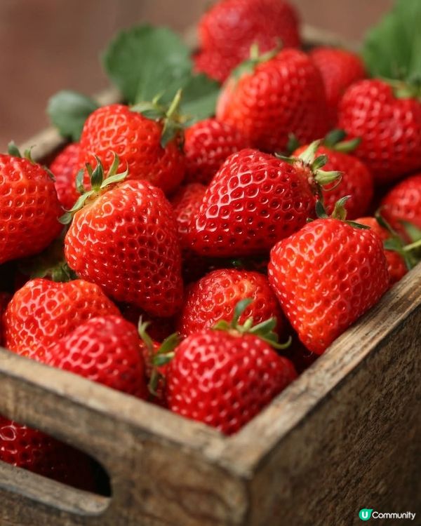 🍓越後姫🍓新潟獨有品種！ 🤤士多啤梨控必吃！