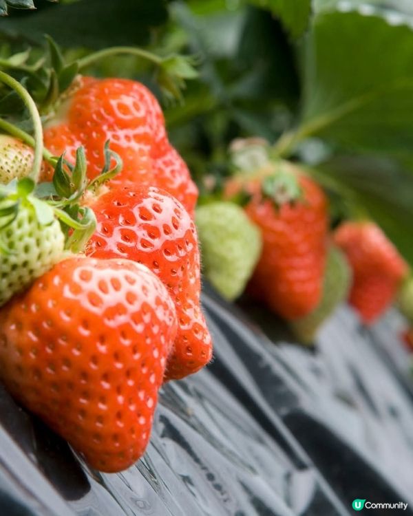 🍓越後姫🍓新潟獨有品種！ 🤤士多啤梨控必吃！