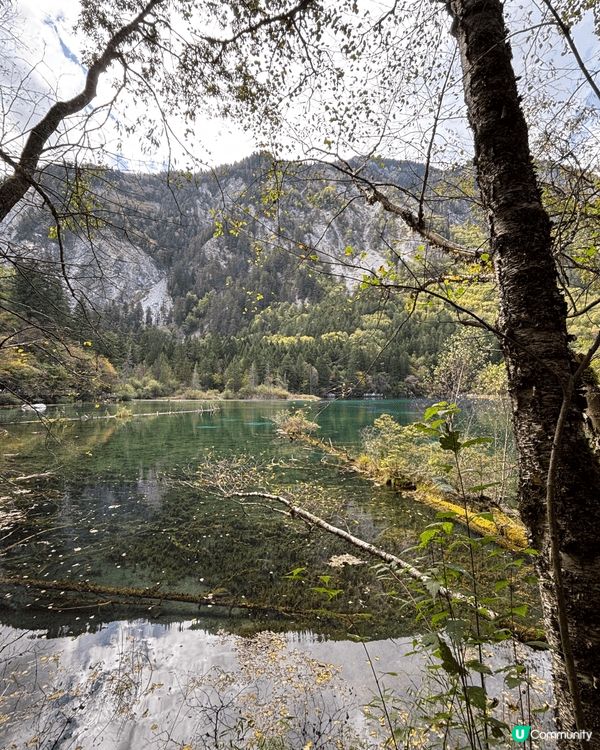 九寨溝一日遊真係好充實✨｡一早入景區,先去到樹正群海,湖水清...
