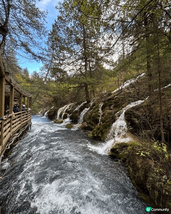 九寨溝一日遊真係好充實✨｡一早入景區,先去到樹正群海,湖水清...