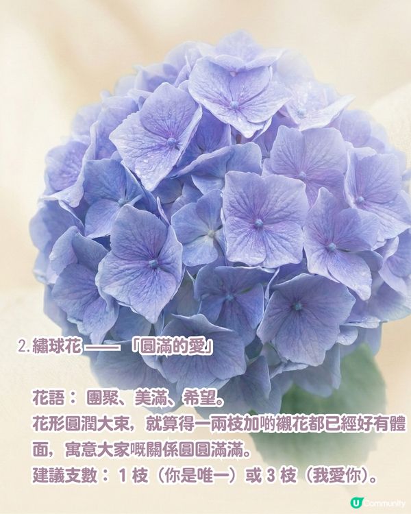 ✨情人節不踩雷送花攻略🌸🤍 | 花語/數量/禁忌一文睇曬！玫瑰花外5大高質感小眾花推介💖