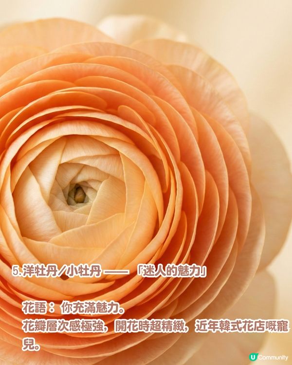 ✨情人節不踩雷送花攻略🌸🤍 | 花語/數量/禁忌一文睇曬！玫瑰花外5大高質感小眾花推介💖