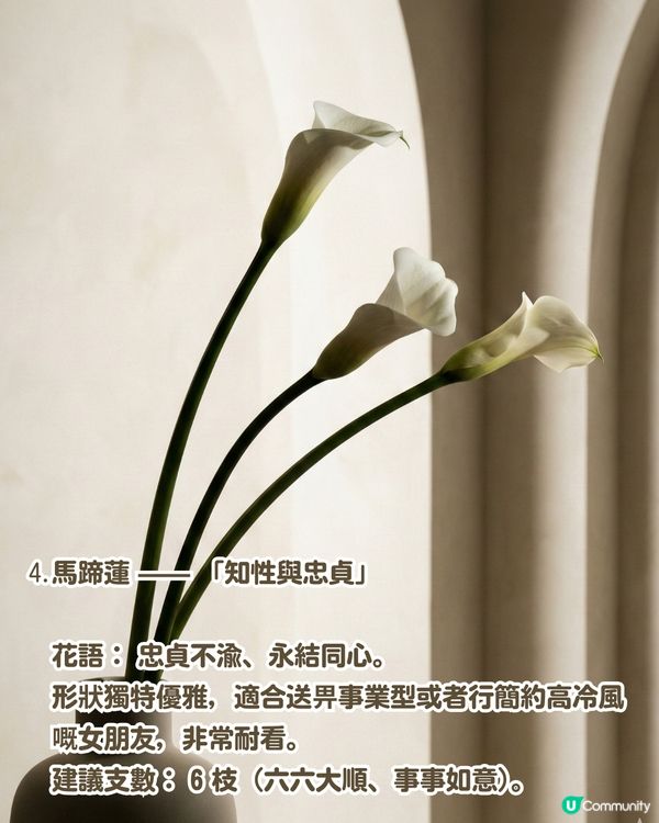 ✨情人節不踩雷送花攻略🌸🤍 | 花語/數量/禁忌一文睇曬！玫瑰花外5大高質感小眾花推介💖