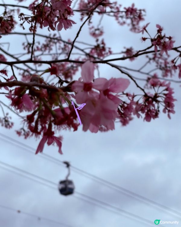 【冬季賞櫻】䌫車下的樱花