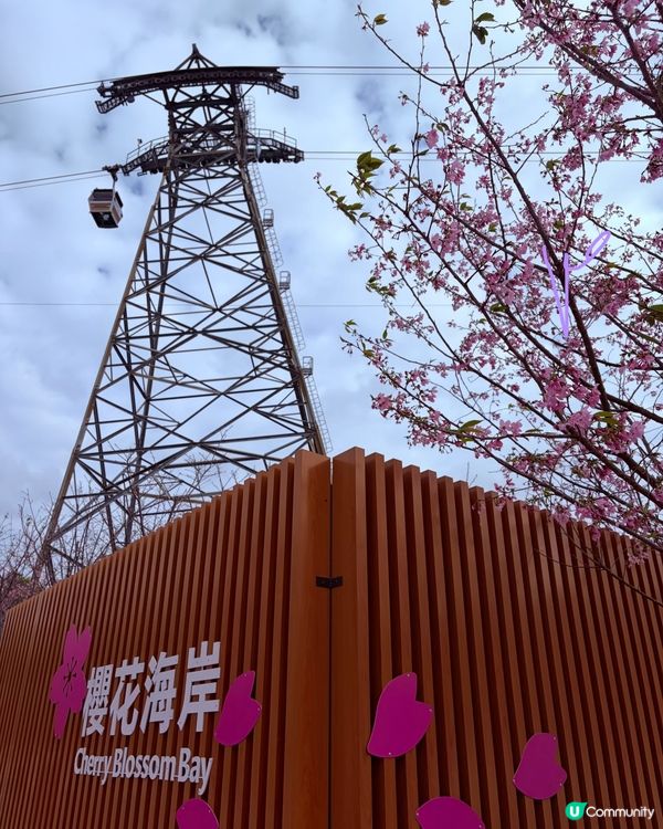 【冬季賞櫻】䌫車下的樱花