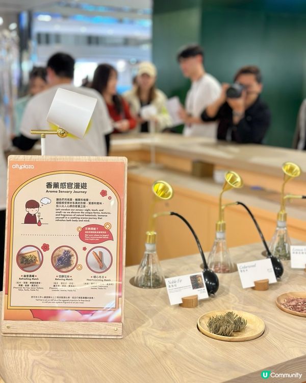 福運松林🐲抱抱招財！💰