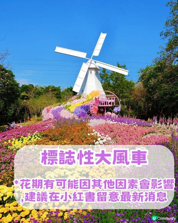深圳南山區荷蘭花卉小鎮Citywalk攻略！期間限定免費水幕秀