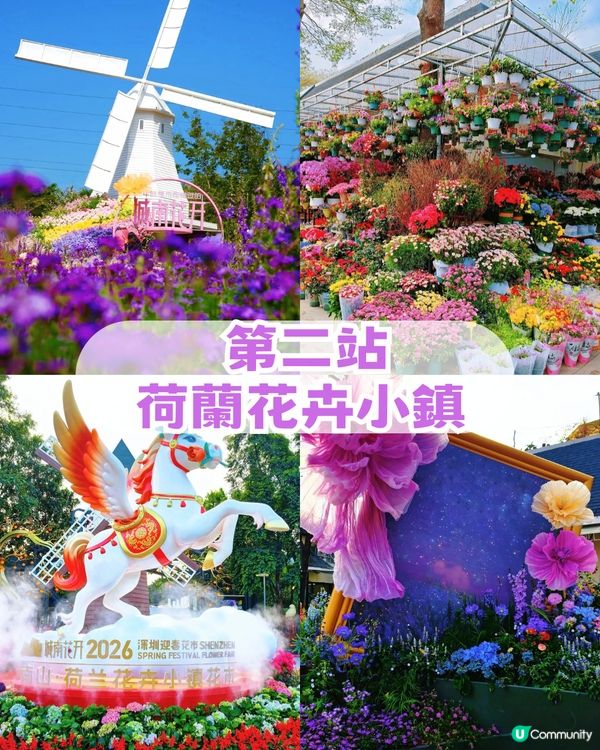深圳南山區荷蘭花卉小鎮Citywalk攻略！期間限定免費水幕秀