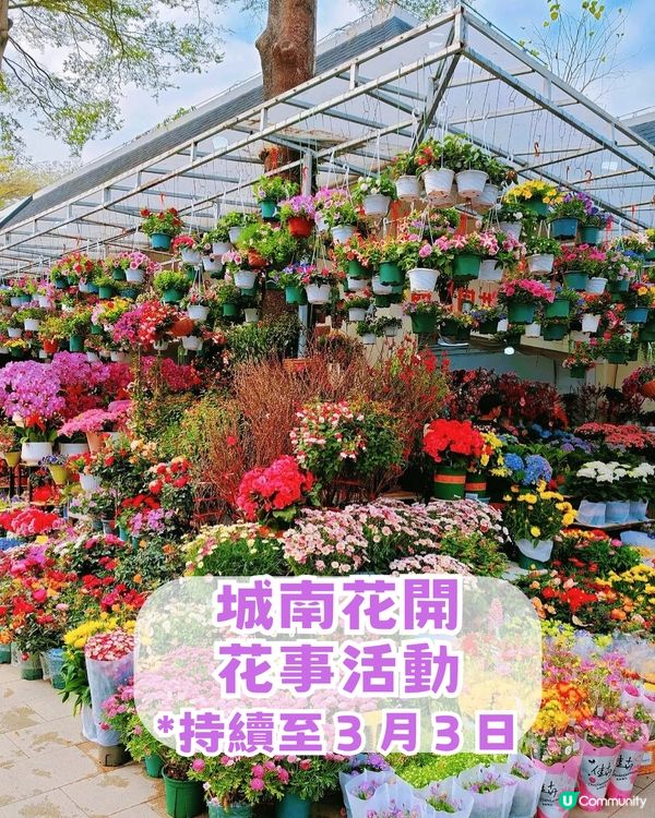 深圳南山區荷蘭花卉小鎮Citywalk攻略！期間限定免費水幕秀