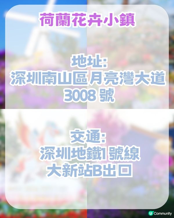 深圳南山區荷蘭花卉小鎮Citywalk攻略！期間限定免費水幕秀