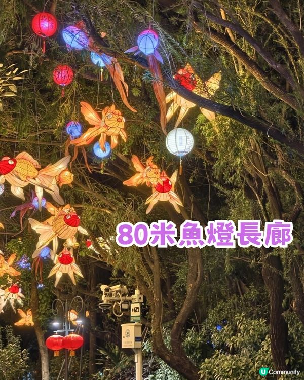 深圳南山區荷蘭花卉小鎮Citywalk攻略！期間限定免費水幕秀