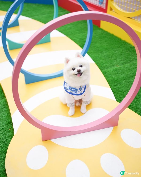 巨大化豬仔錢罌🐷💰!!!