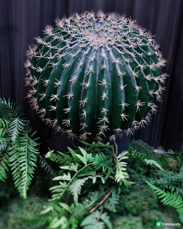 巨型疏乎厘班戟🥞！荃灣西餐放毒✨！