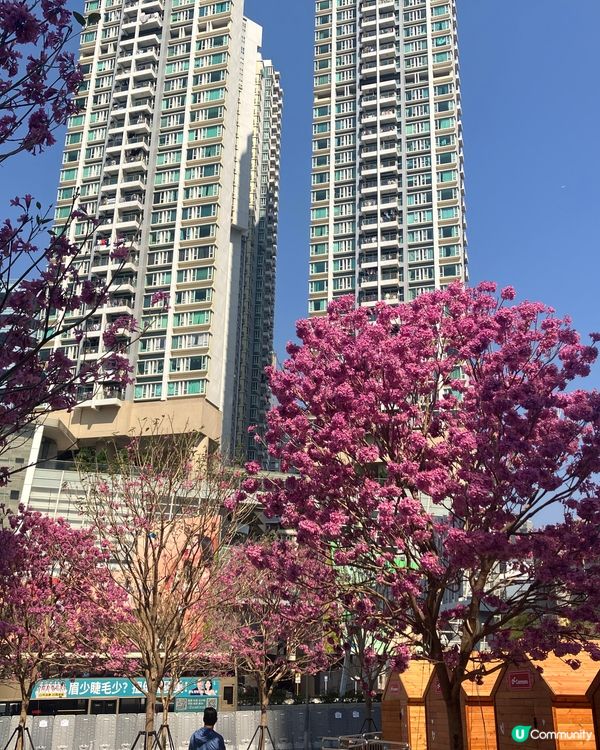 萬馬奔騰賀新歲 🐴✨