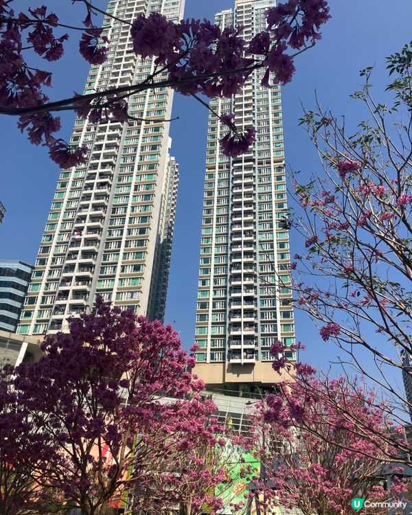 萬馬奔騰賀新歲 🐴✨