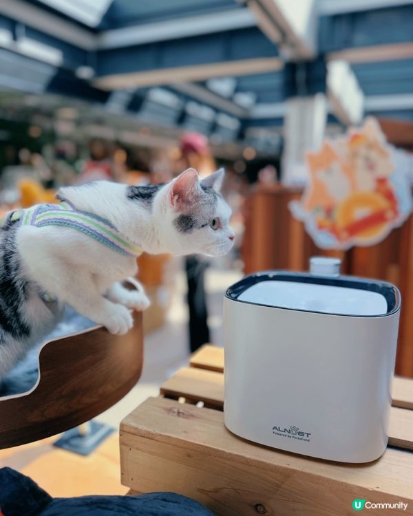 🐶台灣來了人竉市集🐱