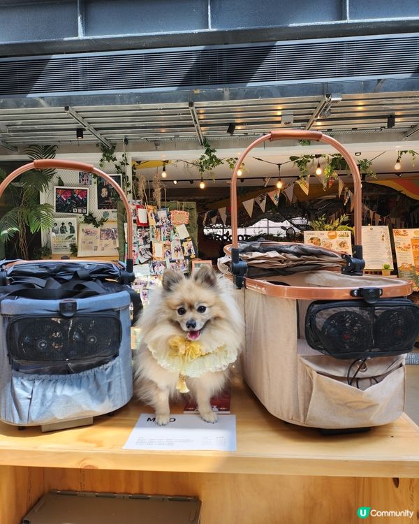 台灣來了人寵市集