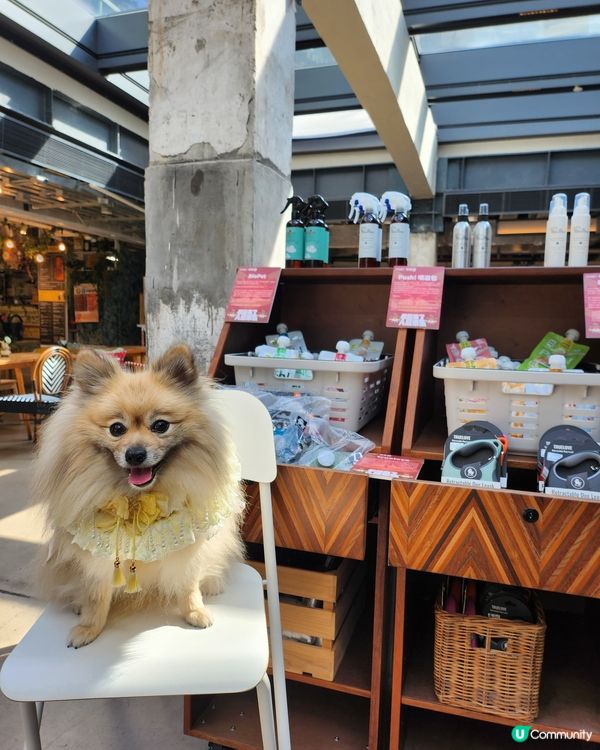 台灣來了人寵市集