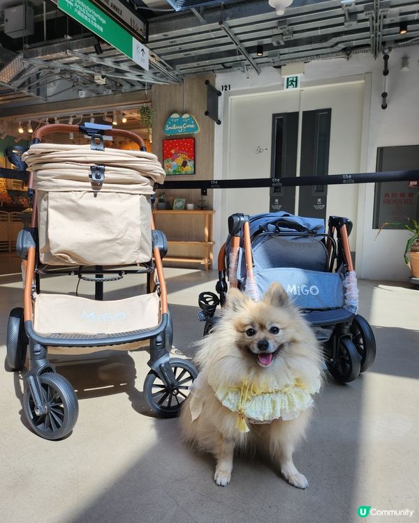 台灣來了人寵市集