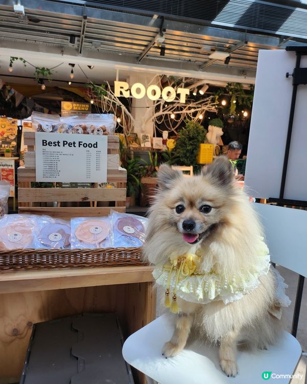 台灣來了人寵市集