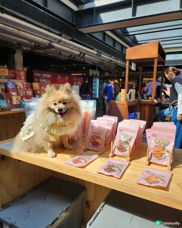 台灣來了人寵市集