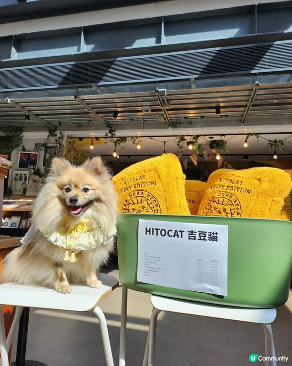 台灣來了人寵市集