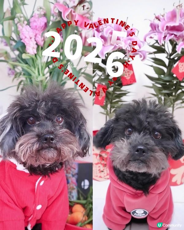 黑色寶貝迎接新年同情人節！🐶✨