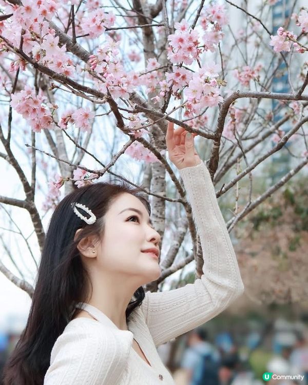 🌸春日櫻花盛開！限量彩妝保養必入手！🌸