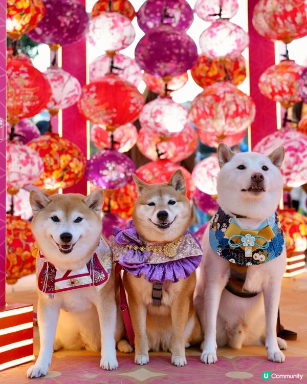 🌹花見春之園🌷