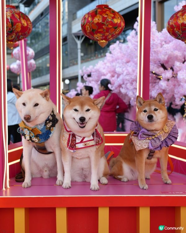 🌹花見春之園🌷