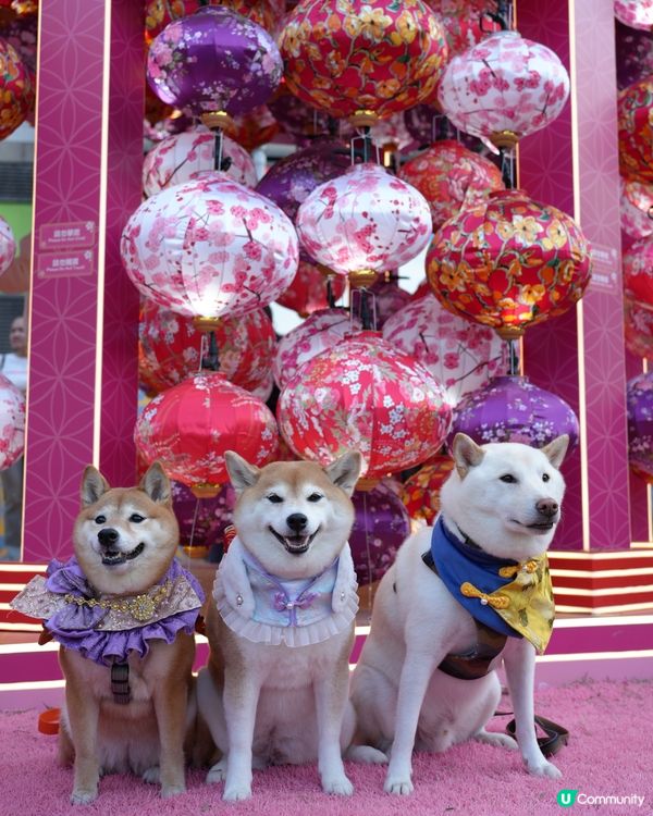 🌹花見春之園🌷