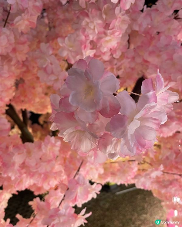 北角匯-花見春之園