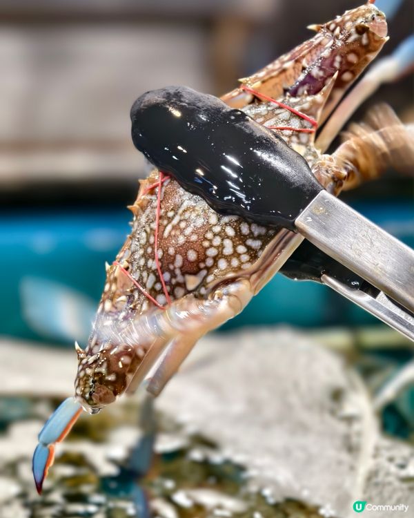 任撈海鮮火鍋放題